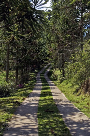 Street, Santo Antônio do Pinhal, São Paulo, Brazil