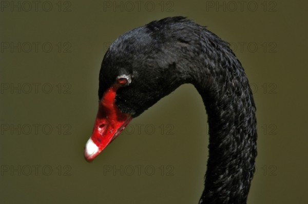 Black Swan, Ibirapuera Park, São Paulo, Brazil