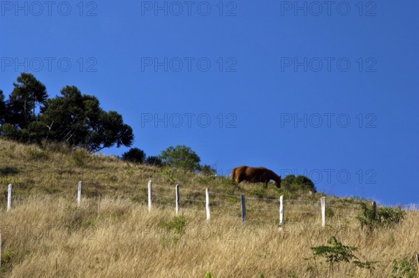 Horses, Santo Antônio do Pinhal, São Paulo, Brazil