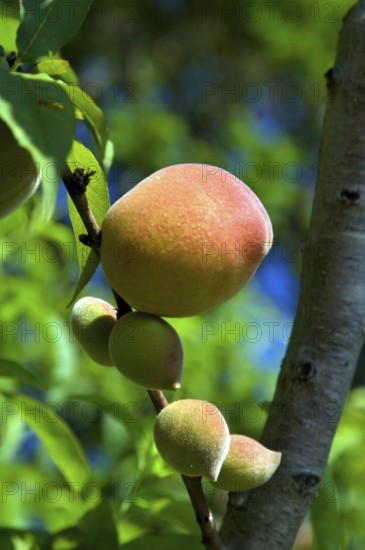 Peachs, Prunus Persica, Santo Antônio do Pinhal, São Paulo, Brazil