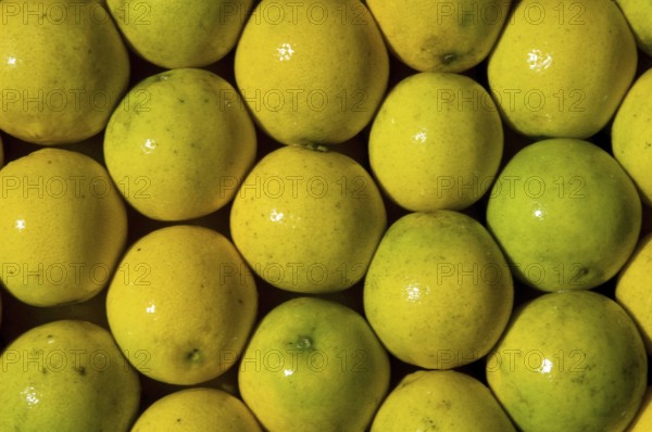 Pérsia Lime Fruit, Santo Antônio do Pinhal, São Paulo, Brazil