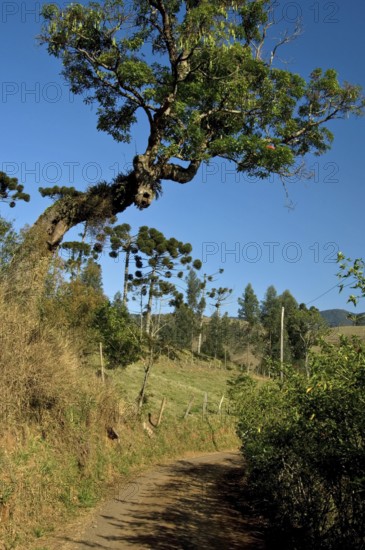 Road, Serra da Mantiqueira, Santo Antônio do Pinhal, São Paulo, Brazil