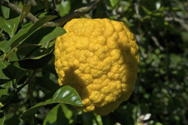 Cidre, Sidra, Citrus Medica, Santo Antônio do Pinhal, São Paulo, Brazil