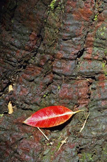 Eucalyptus trunk, Ibirapuera Park, São Paulo, Brazil
