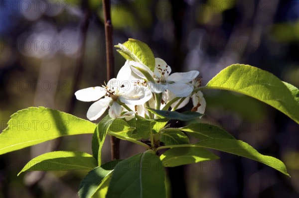 Tahiti lemon flower, Citrus Latifolia, Santo Antônio do Pinhal, São Paulo, Brazil