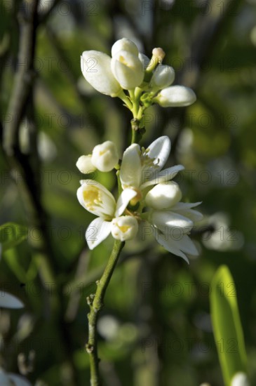 Tahiti lemon flower, Citrus Latifolia, Santo Antônio do Pinhal, São Paulo, Brazil