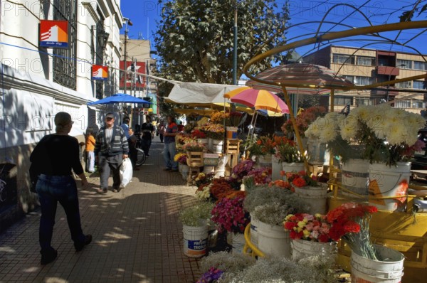 Flowers Salesperson, Valparaiso, Chile