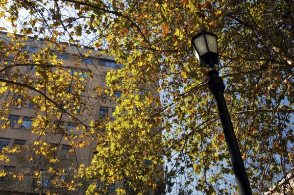 Plátanos, Marple leaf, Paseo General Buelnes, Santiago, Chile