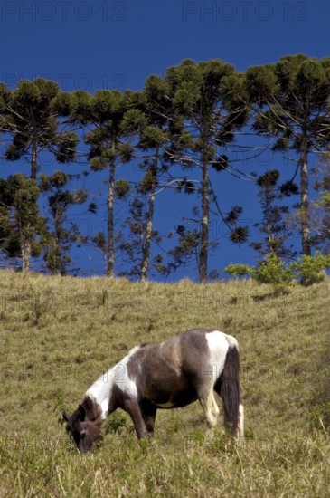 Araucária, Santo Antônio do Pinhal, São Paulo, Brazil