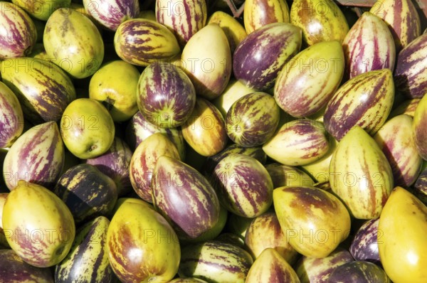 Sweet cucumber, Mercado Cardonal, Barrio de Amendral, Valparaiso, Chile