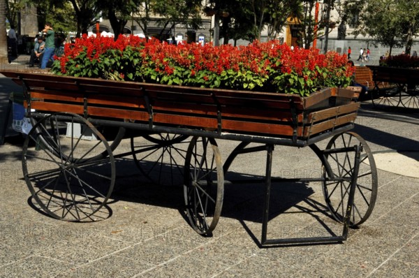 Wagon of Flowers, Armas Square, Santiago, Chile