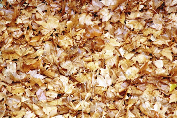 Plátanos, Marple, Rancágua, Santiago, Chile