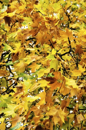 Plátanos, Marple, Rancágua, Santiago, Chile