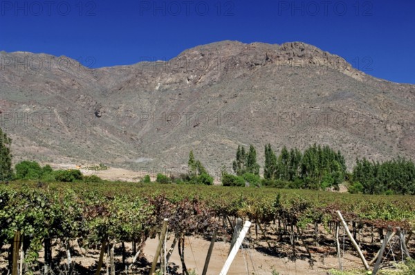 Grapes Plantation, Concepción, Vicuña, Chile