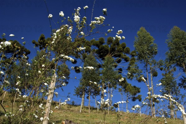 Araucária, Santo Antônio do Pinhal, São Paulo, Brazil