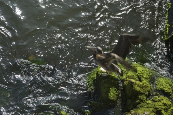Pelicans, Viña Del Mar, Chile
