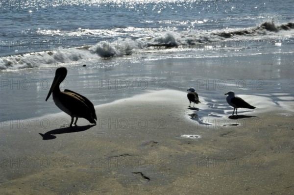Beach, Papudo, Santiago, Chile