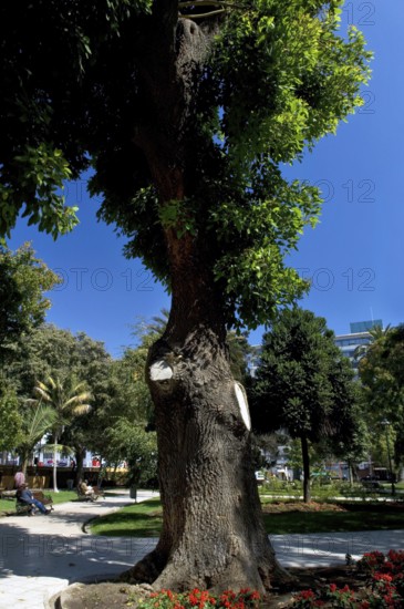 J.F. Vergara Square, Viña Del Mar, Chile