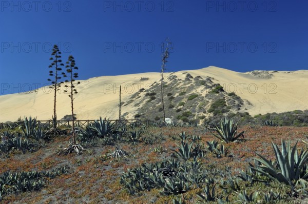 Observatory of Sea Wolves, Dunes, Viña Del Mar, Chile