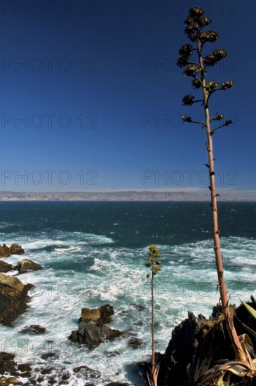Observatory of Sea Wolves, Sea Lion Bay, Viña Del Mar, Chile