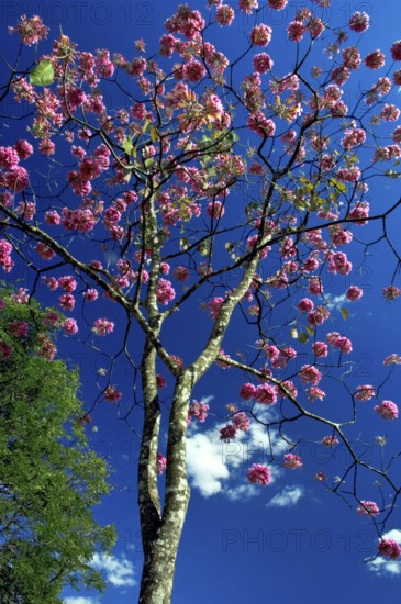 Ipê-roxo-de-bola, Tabebuia Impetiginosa, Eixo Monumental, Brasília, DF, Brazil