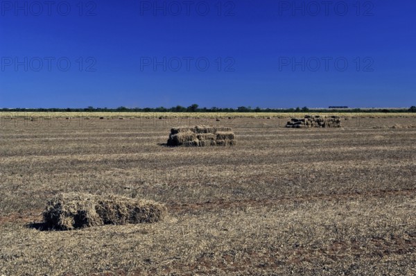 Straw of Soy field, Luiz Eduardo Magalhães, Bahia, Brazil