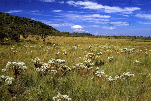 Campo de Chuveirinhos, Paepalanthu, Gouveia, Minas Gerais, Brazil