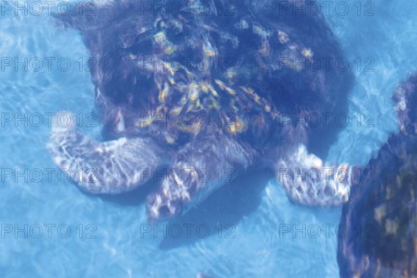 Turtle, Forte Beach, S.J. da Mata, Bahia, Brazil