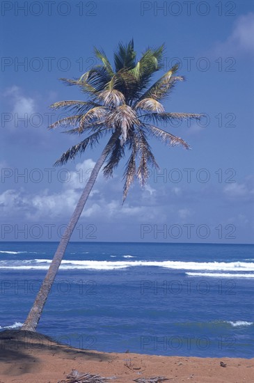 Coconut, Forte Beach, S.J. da Mata, Bahia, Brazil