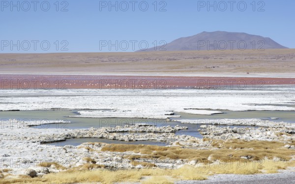 Laguna Colorada - Reserva nacional de fauna andina Eduardo Abaroa - Deserto do Lipez - Departamento de Potosi - Provincia Sud Lipez - Bolivia ATENÇÃO: NÃO PODEMOS REPRESENTAR ESSA IMAGEM FORA DA AMERICA LATINA