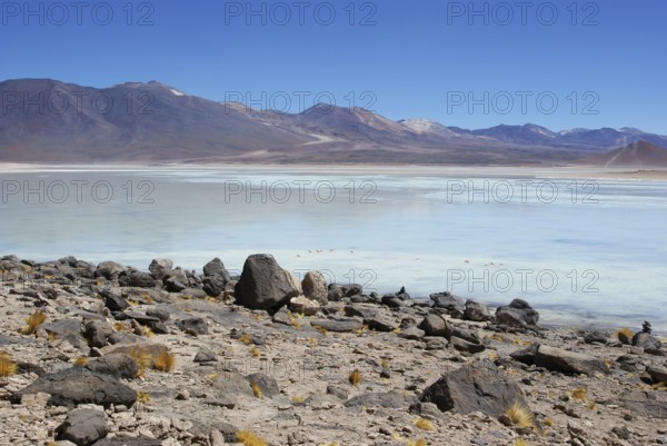 Laguna Blanca - Reserva nacional de fauna andina Eduardo Abaroa - Deserto do Lipez - Departamento de Potosi - Provincia Sud Lipez - Bolivia ATENÇÃO: NÃO PODEMOS REPRESENTAR ESSA IMAGEM FORA DA AMERICA LATINA