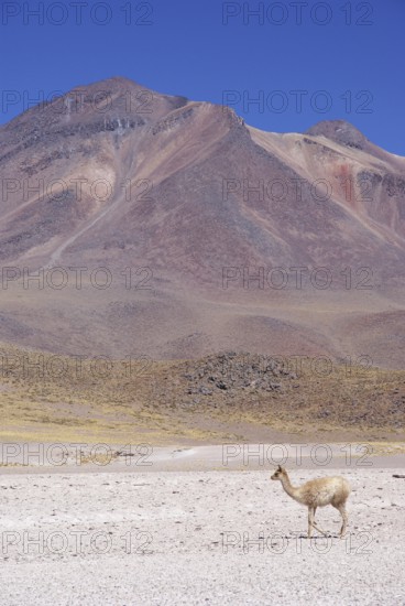 Sector Lagunas Miscanti y Miñiques, Los Flamencos Reserve National, Atacama Desert, Region de Antofagasta, Santiago, Chile