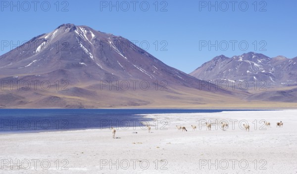 Laguna Miscanti, Los Flamencos Reserve National, Atacama Desert, Region de Antofagasta, Santiago, Chile