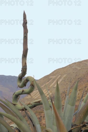 Worth Sacred of Los Incas, Region of Cusco, Lima, Peru