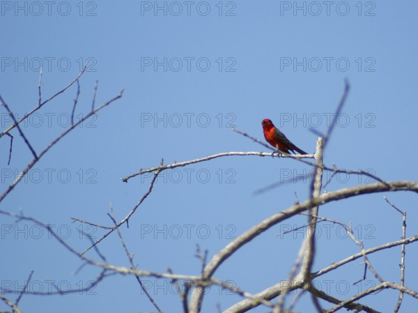 Príncipe, Verão, Vermilion Flycatcher, Pyrocephalus rubinus, Pantanal, Mato Grosso do Sul, Brazil