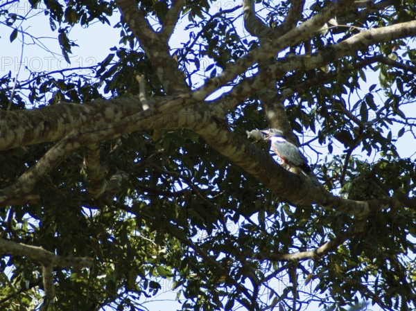 Martin-pescador-matraca, Ringed-Kingfisher, Pantanal, Mato Grosso do Sul, Brazil
