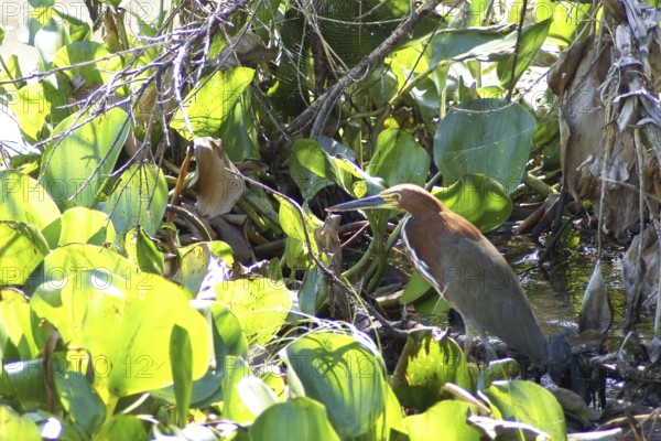 Soco-boi, Rufescent Tiger Heron, Tigrisoma lineatum, Pantanal, Mato Grosso do Sul, Brazil