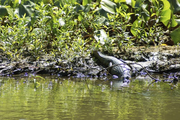 Animal, Alligator, Pantanal, Mato Grosso do Sul, Brazil