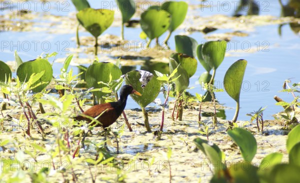 Coffee, Wattled, Jaçanã, Pantanal, Mato Grosso do Sul, Brazil