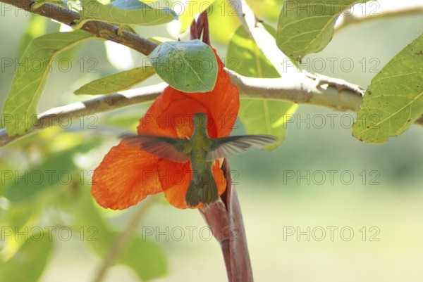 Hummingbird, Pantanal, Mato Grosso do Sul, Brazil