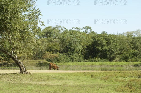 Farm, Pantanal, Mato Grosso do Sul, Brazil