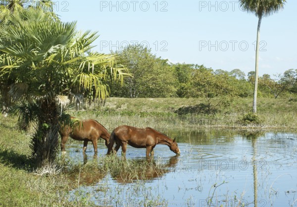 ATENÇÃO: NÃO PODEMOS REPRESENTAR ESSA IMAGEM FORADA AMERICA LATINA