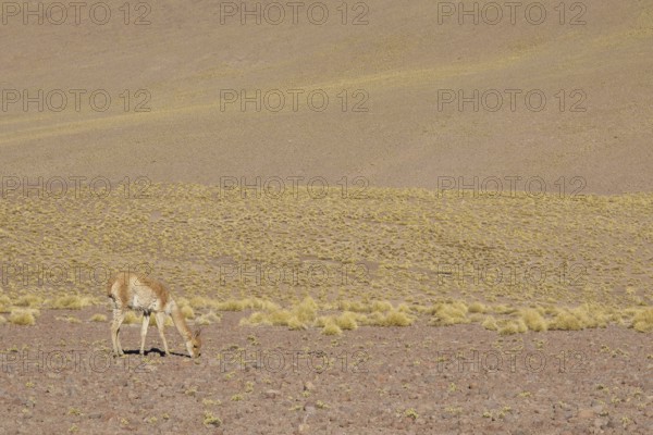 Atacama Desert, Region of Antofagasta, Santiago, Chile