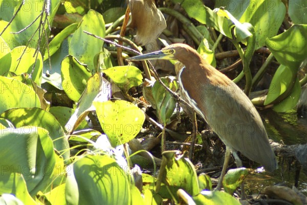 Soco-boi / Rufescent Tiger Heron (Tigrisoma lineatum) ATENÇÃO: NÃO PODEMOS REPRESENTAR ESSA IMAGEM FORADA AMERICA LATINA