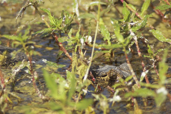 Animal, Alligator, Pantanal, Mato Grosso do Sul, Brazil