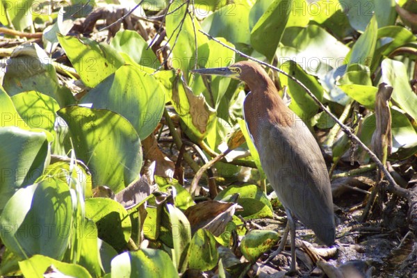 Soco-boi, Rufescent Tiger Heron, Tigrisoma lineatum, Pantanal, Mato Grosso do Sul, Brazil