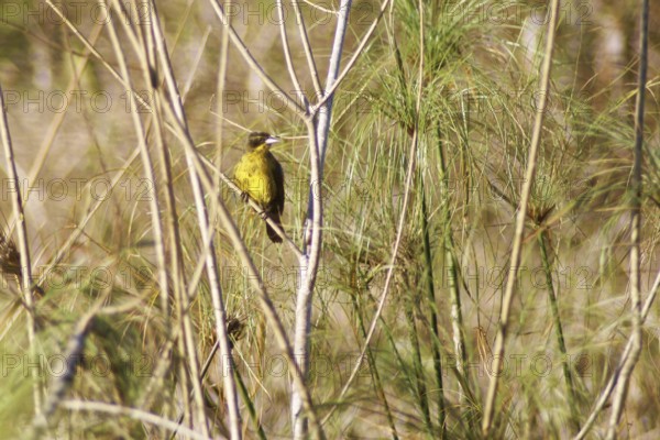 Dray, Unicolored Blackbird, Agelaius cyanopus, Pantanal, Mato Grosso do Sul, Brazil ATENÇÃO: NÃO PODEMOS REPRESENTAR ESSA IMAGEM FORA DA AMERICA LATINA