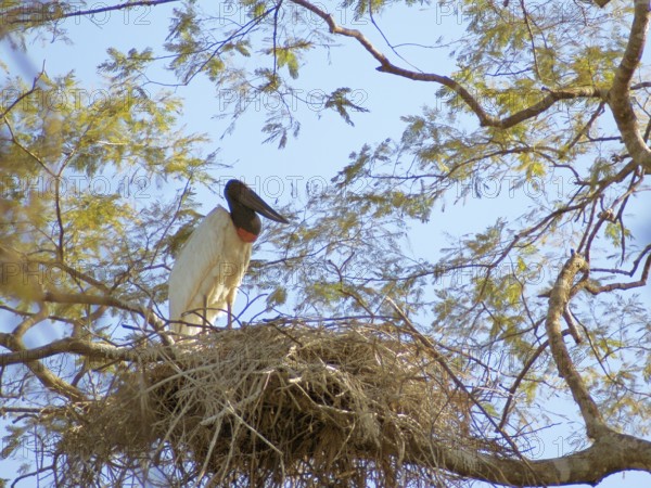 Tuiuiu or Jaburu, Jabiru Stork, Jabiru mycteria, Pantanal, Mato Grosso do Sul, Brazil ATENÇÃO: NÃO PODEMOS REPRESENTAR ESSA IMAGEM FORA DA AMERICA LATINA