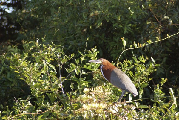 Soco-boi, Rufescent Tiger Heron, Tigrisoma lineatum, Pantanal, Mato Grosso do Sul, Brazil ATENÇÃO: NÃO PODEMOS REPRESENTAR ESSA IMAGEM FORA DA AMERICA LATINA