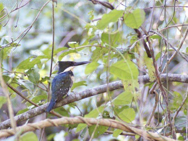 Martin-pescador-pequeno, macho, Green Kingfisher, Chloroceryle americana, Pantanal, Mato Grosso do Sul, Brazil ATENÇÃO: NÃO PODEMOS REPRESENTAR ESSA IMAGEM FORA DA AMERICA LATINA